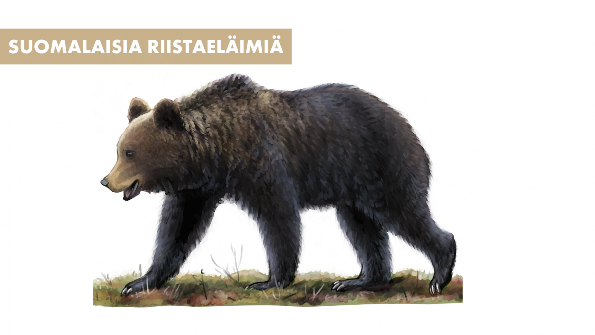 Suomalaisia riistaeläimiä: Karhu